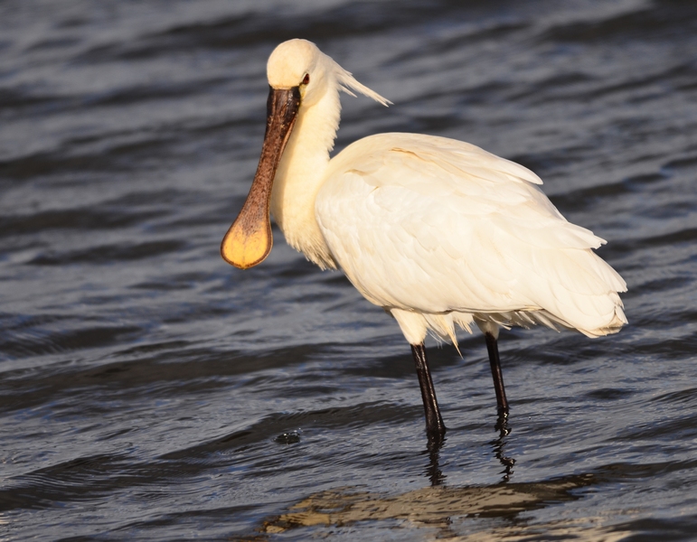 Platalea leucorodia  (Spatola)